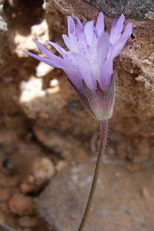 Knautia integrifolia \ Einj&auml;hrige Witwenblume / Whole-Leaved Scabious, GR Porto Rafti 21.5.2008