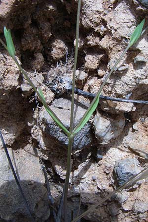 Knautia integrifolia \ Einj&auml;hrige Witwenblume / Whole-Leaved Scabious, GR Porto Rafti 21.5.2008