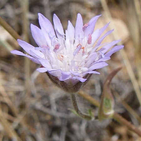 Knautia integrifolia \ Einj&auml;hrige Witwenblume / Whole-Leaved Scabious, GR Porto Rafti 21.5.2008