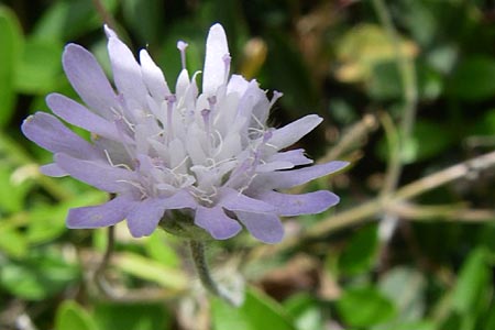 Knautia integrifolia \ Einj&auml;hrige Witwenblume / Whole-Leaved Scabious, GR Porto Rafti 21.5.2008
