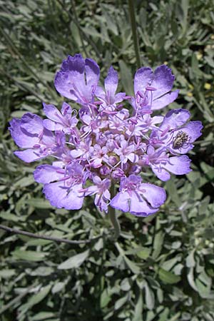 Scabiosa hymettia \ Hymettos-Skabiose / Hymettos Scabious, GR Parnitha 22.5.2008