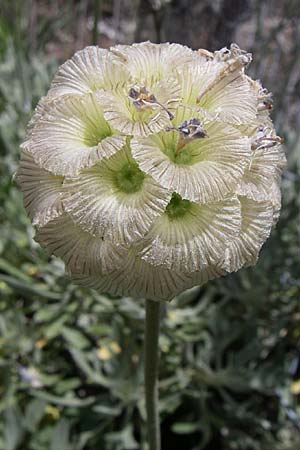 Scabiosa hymettia \ Hymettos-Skabiose / Hymettos Scabious, GR Parnitha 22.5.2008