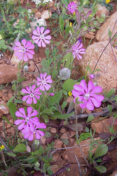 Silene colorata \ Farbiges Leimkraut / Mediterranean Catchfly, GR Hymettos 2.4.2013