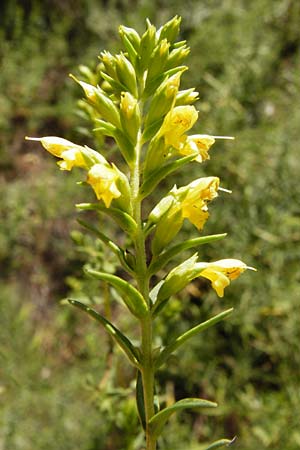 Odontites linkii \ Links Zahntrost / Link's Bartsia, GR Parnitha 1.9.2014