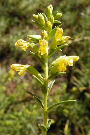 Odontites linkii \ Links Zahntrost / Link's Bartsia, GR Parnitha 1.9.2014