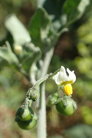 Solanum chenopodioides \ Gnsefublttriger Nachtschatten, Zierlicher Nachtschatten / Whitetip Nightshade, Goosefoot Nightshade, GR Euboea (Evia), Istiea 27.8.2017