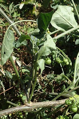 Solanum chenopodioides \ Gnsefublttriger Nachtschatten, Zierlicher Nachtschatten / Whitetip Nightshade, Goosefoot Nightshade, GR Euboea (Evia), Istiea 27.8.2017