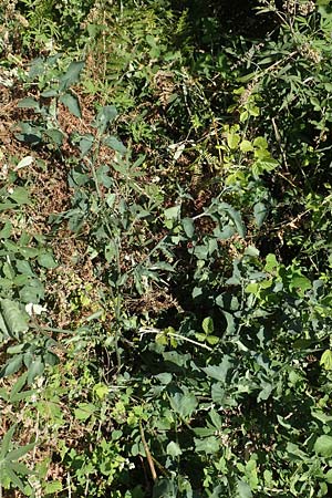 Solanum chenopodioides \ Gnsefublttriger Nachtschatten, Zierlicher Nachtschatten / Whitetip Nightshade, Goosefoot Nightshade, GR Euboea (Evia), Istiea 27.8.2017