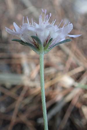Scabiosa atropurpurea \ Samt-Skabiose / Sweet Scabious, GR Euboea (Evia), Agdines 27.8.2017