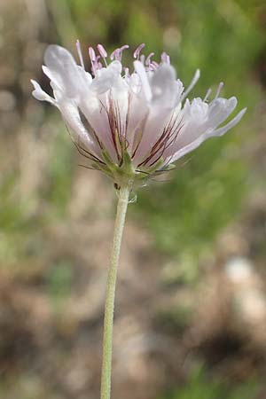 Scabiosa atropurpurea \ Samt-Skabiose / Sweet Scabious, GR Euboea (Evia), Agdines 27.8.2017