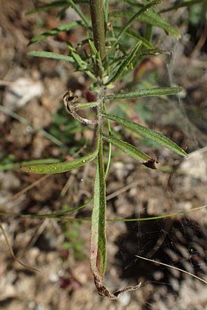 Scabiosa atropurpurea \ Samt-Skabiose / Sweet Scabious, GR Euboea (Evia), Agdines 27.8.2017