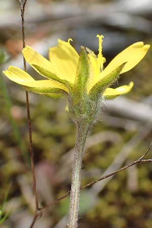 Scorzonera sublanata \ Schwach-Wollige Schwarzwurzel / Wooly Viper's Grass, GR Athen, Mount Egaleo 10.4.2019