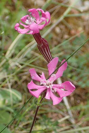 Silene colorata \ Farbiges Leimkraut / Mediterranean Catchfly, GR Athen, Mount Egaleo 10.4.2019