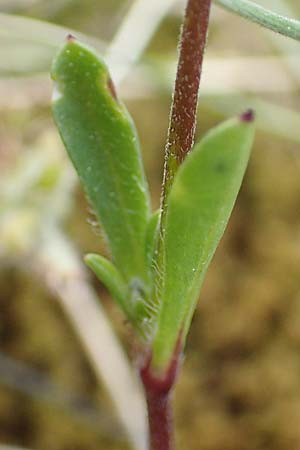 Silene colorata \ Farbiges Leimkraut / Mediterranean Catchfly, GR Athen, Mount Egaleo 10.4.2019