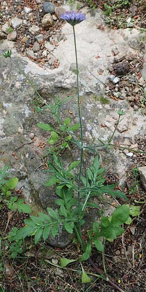 Knautia integrifolia \ Einj&auml;hrige Witwenblume / Whole-Leaved Scabious, GR Athen 10.4.2019