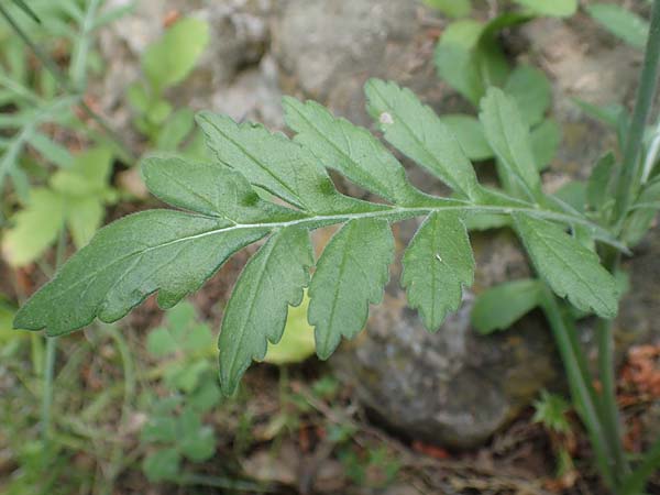 Knautia integrifolia \ Einj&auml;hrige Witwenblume / Whole-Leaved Scabious, GR Athen 10.4.2019
