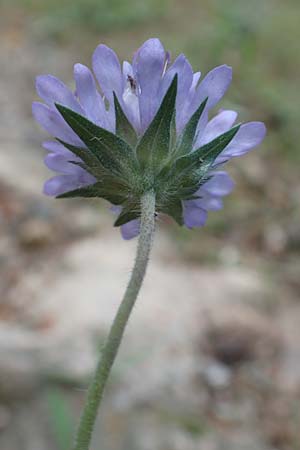 Knautia integrifolia \ Einj&auml;hrige Witwenblume / Whole-Leaved Scabious, GR Athen 10.4.2019
