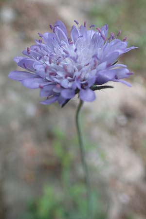 Knautia integrifolia \ Einj&auml;hrige Witwenblume / Whole-Leaved Scabious, GR Athen 10.4.2019