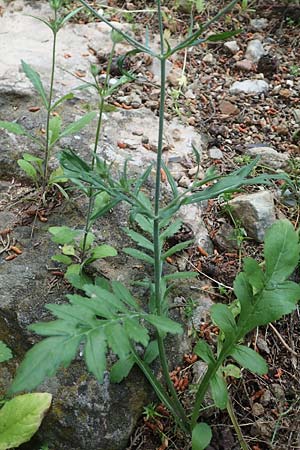 Knautia integrifolia \ Einj&auml;hrige Witwenblume / Whole-Leaved Scabious, GR Athen 10.4.2019