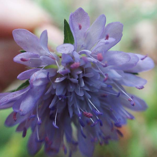 Knautia integrifolia \ Einj&auml;hrige Witwenblume / Whole-Leaved Scabious, GR Athen 10.4.2019