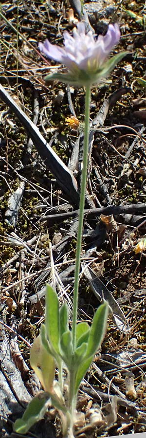 Lomelosia brachiata \ Pal&auml;stina-Skabiose / Tremastelma, GR Hymettos 13.4.2024