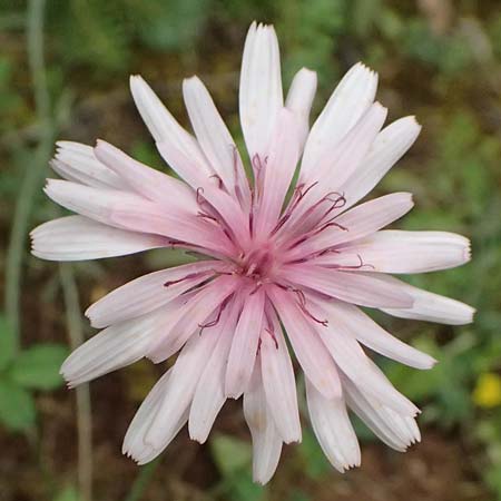 Crepis rubra \ Roter Pippau / Pink Hawk's-Beard, GR Peloponnes, Chelmos 18.5.2024