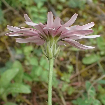 Crepis rubra \ Roter Pippau / Pink Hawk's-Beard, GR Peloponnes, Chelmos 18.5.2024