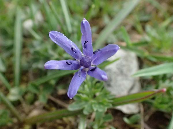 Scilla pneumonanthe \ Chelmos-Blaustern / Chelmos Squill, GR Peloponnes, Chelmos 18.5.2024