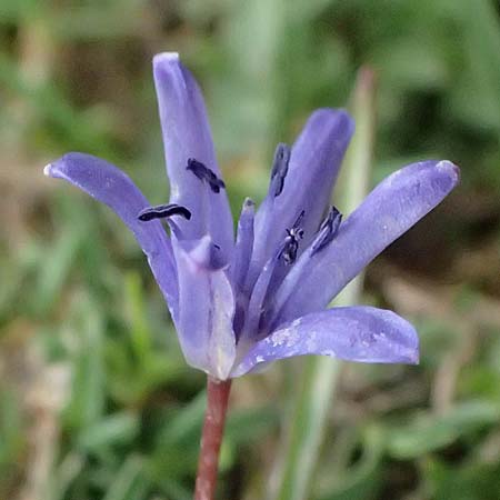 Scilla pneumonanthe \ Chelmos-Blaustern / Chelmos Squill, GR Peloponnes, Chelmos 18.5.2024