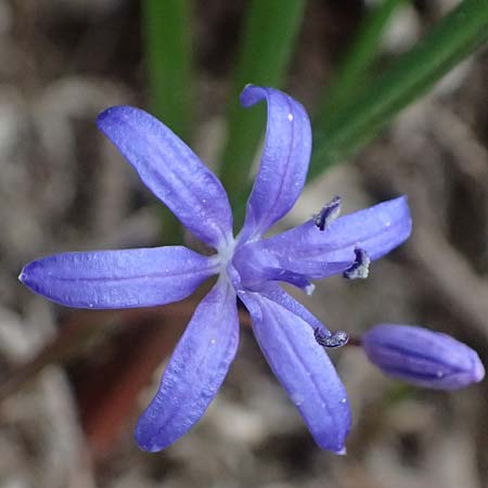 Scilla pneumonanthe \ Chelmos-Blaustern / Chelmos Squill, GR Peloponnes, Chelmos 18.5.2024