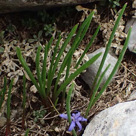 Scilla pneumonanthe \ Chelmos-Blaustern / Chelmos Squill, GR Peloponnes, Chelmos 18.5.2024