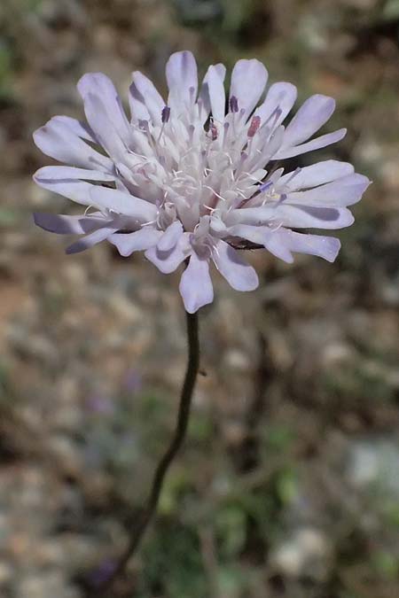 Knautia integrifolia \ Einj&auml;hrige Witwenblume / Whole-Leaved Scabious, GR Peloponnes, Saitas 19.5.2024