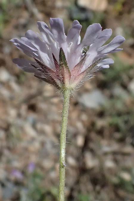 Knautia integrifolia \ Einj&auml;hrige Witwenblume / Whole-Leaved Scabious, GR Peloponnes, Saitas 19.5.2024