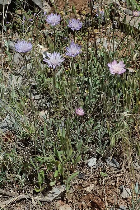 Knautia integrifolia \ Einj&auml;hrige Witwenblume / Whole-Leaved Scabious, GR Peloponnes, Saitas 19.5.2024