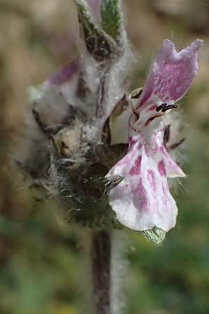 Stachys cretica \ Kretischer Ziest / Mediterranean Woundwort, GR Peloponnes, Mt. Kyllini, Mesi Trikalon 21.5.2024
