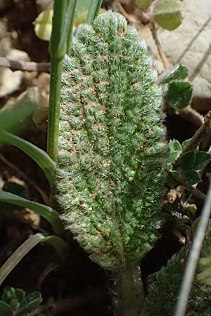 Stachys cretica \ Kretischer Ziest / Mediterranean Woundwort, GR Peloponnes, Mt. Kyllini, Mesi Trikalon 21.5.2024