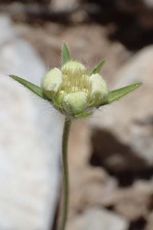 Lomelosia argentea \ Silber-Skabiose / Silver-Scabious, GR Peloponnes, Taygetos, Viros - Schlucht / Gorge 31.5.2024