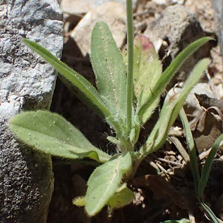Lomelosia argentea \ Silber-Skabiose / Silver-Scabious, GR Peloponnes, Taygetos, Viros - Schlucht / Gorge 31.5.2024