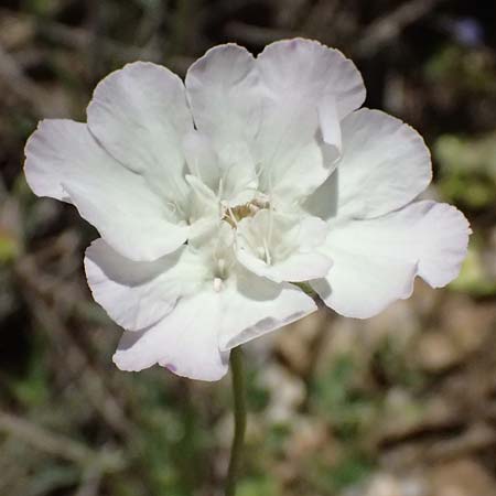 Lomelosia argentea \ Silber-Skabiose / Silver-Scabious, GR Peloponnes, Taygetos, Viros - Schlucht / Gorge 31.5.2024