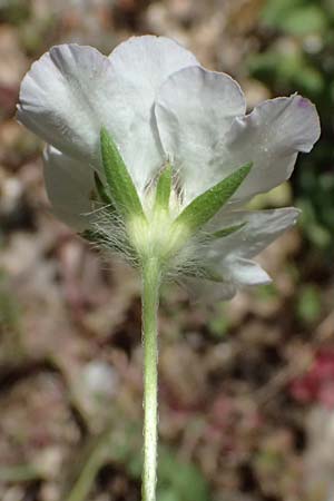 Lomelosia argentea \ Silber-Skabiose / Silver-Scabious, GR Peloponnes, Taygetos, Viros - Schlucht / Gorge 31.5.2024