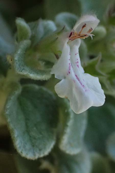 Stachys candida \ Schnee-Ziest / Furry-Leaved Woundwort, GR Peloponnes, Taygetos, Viros - Schlucht / Gorge 31.5.2024