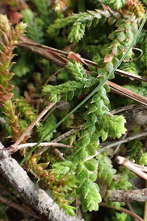 Selaginella denticulata \ Gez&auml;hnter Moosfarn / Tooth-Leaved Clubmoss, GR Hymettos 20.3.2019