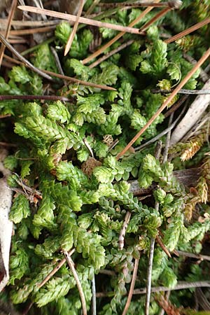 Selaginella denticulata \ Gez&auml;hnter Moosfarn / Tooth-Leaved Clubmoss, GR Hymettos 20.3.2019