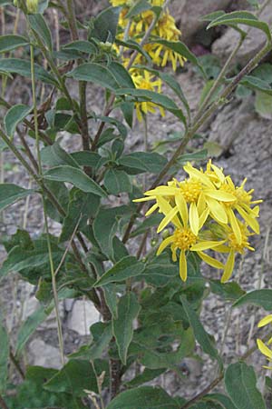 Solidago virgaurea \ Gewhnliche Goldrute, Echte Goldrute / Goldenrod, GR Katara Pass 27.8.2007