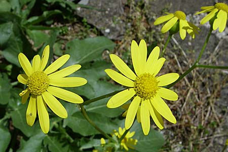 Senecio vernalis \ Frhlings-Greiskraut / Eastern Groundsel, GR Zagoria, Mikro Papingko 17.5.2008