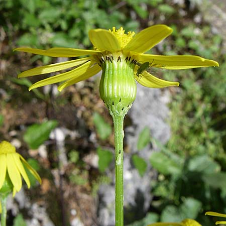 Senecio vernalis \ Frhlings-Greiskraut / Eastern Groundsel, GR Zagoria, Mikro Papingko 17.5.2008