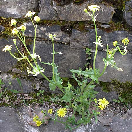 Senecio vernalis \ Frhlings-Greiskraut / Eastern Groundsel, GR Zagoria, Mikro Papingko 17.5.2008