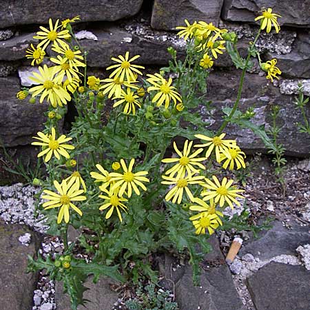 Senecio vernalis \ Frhlings-Greiskraut / Eastern Groundsel, GR Zagoria, Mikro Papingko 17.5.2008