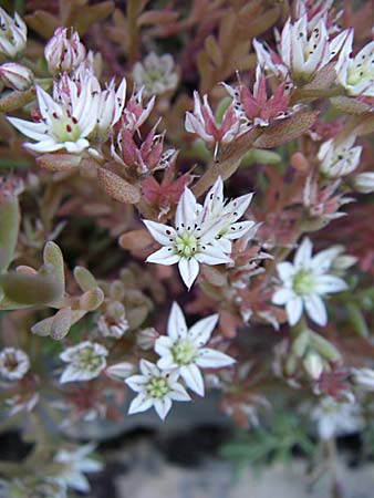 Sedum hispanicum \ Spanischer Mauerpfeffer / Spanish Stonecrop, GR Zagoria, Vitsa 18.5.2008