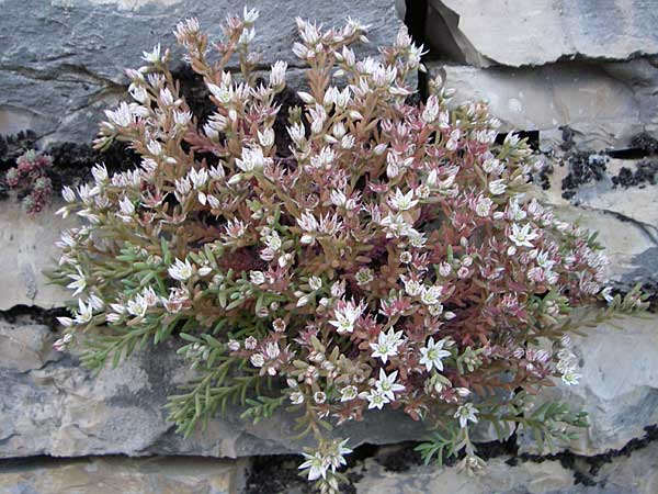 Sedum hispanicum \ Spanischer Mauerpfeffer / Spanish Stonecrop, GR Zagoria, Vitsa 18.5.2008
